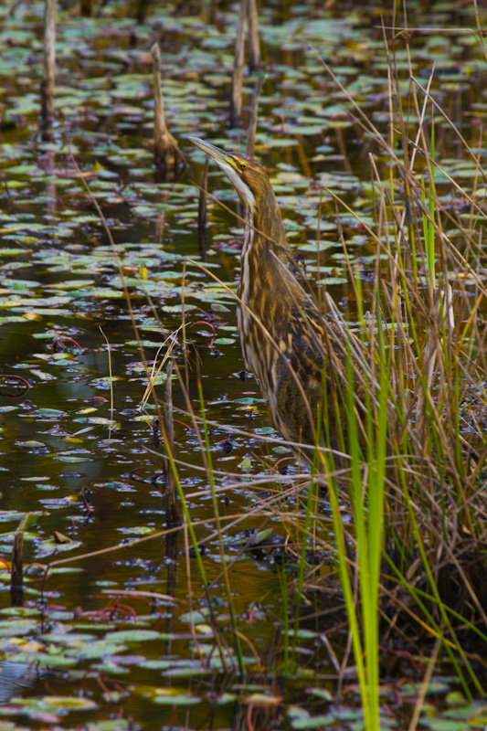 American Bittern